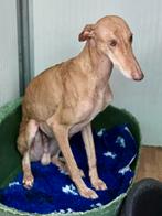 ACE: Rubio, wie wil hem nu eindelijk gelukkig maken?, Dieren en Toebehoren, Particulier, Reu, Galgo, Buitenland