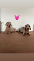 Schattige dwergteckel pups  – dwerg teckel, Dieren en Toebehoren, Parvo, 8 tot 15 weken, Korthaar, Dwerg