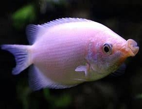 zoenvis €4,95, Dieren en Toebehoren, ., Overige typen, Nieuw, Ophalen of Verzenden