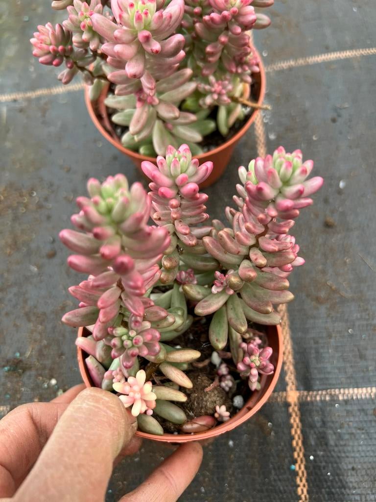 Sedum jelly, Ophalen of Verzenden, Halfschaduw, Minder dan 100 cm