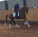 7 jr ruin, Dieren en Toebehoren, Paarden, Ruin, Dressuurpaard
