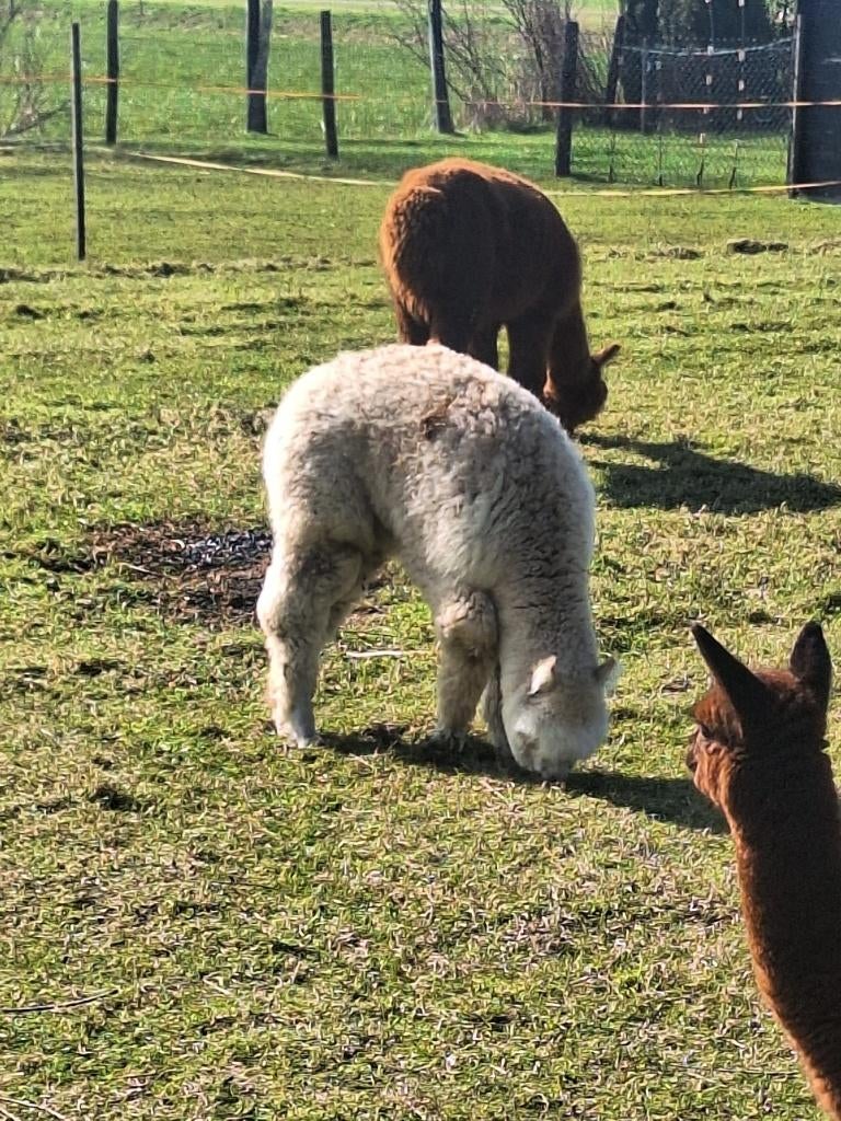 Jonge Alpaca hengsten te koop, Dieren en Toebehoren, Overige Dieren, Juli, Mannelijk