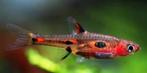 Boraras merah –Rasbora phoenix, Vis, Schoolvis