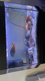 Aqaruim, Dieren en Toebehoren, Ophalen of Verzenden, Zo goed als nieuw, Gevuld zoetwateraquarium