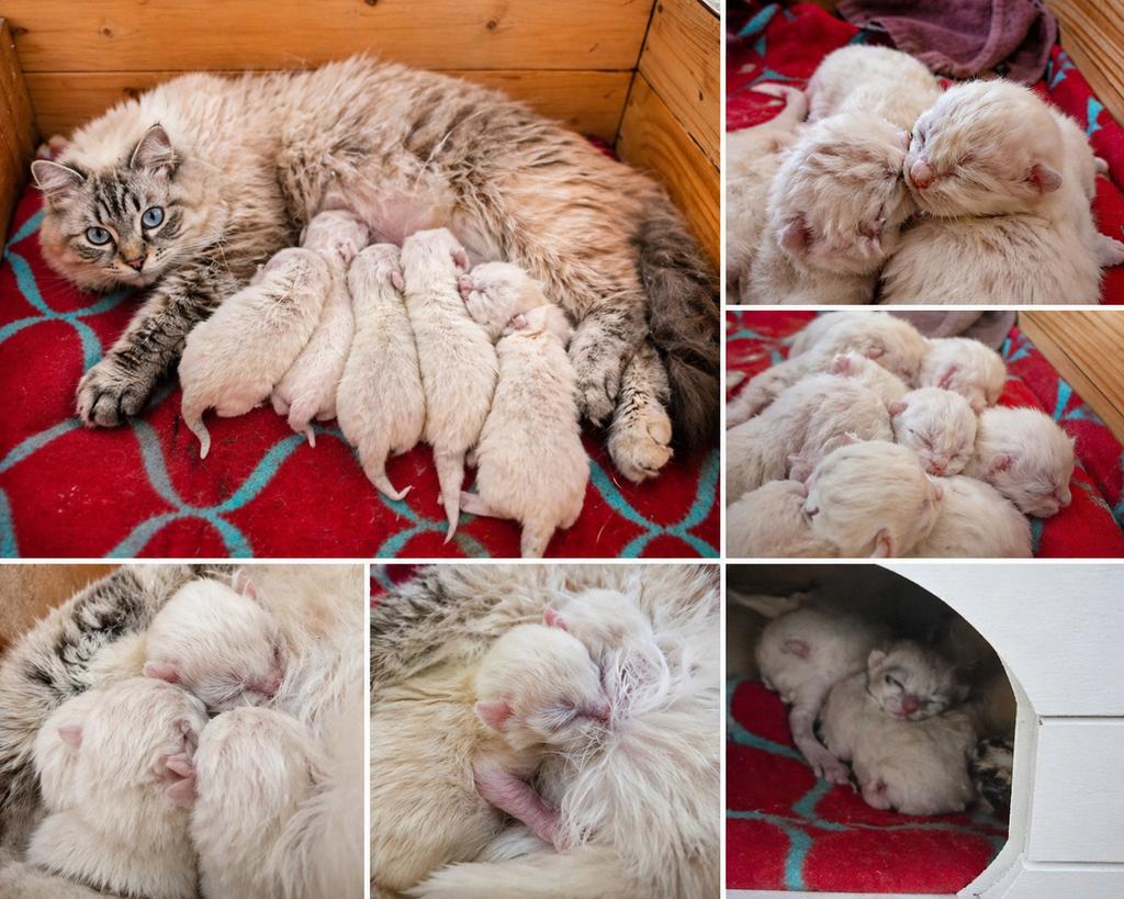 ️Prachtige raszuivere ragdoll kittens ️
