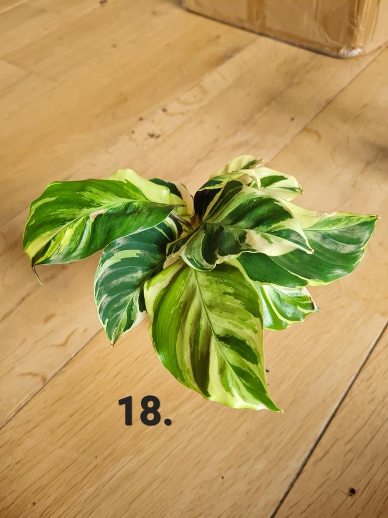 Calathea yellow fusion, kamerplantje, Ophalen of Verzenden, Halfschaduw, Minder dan 100 cm