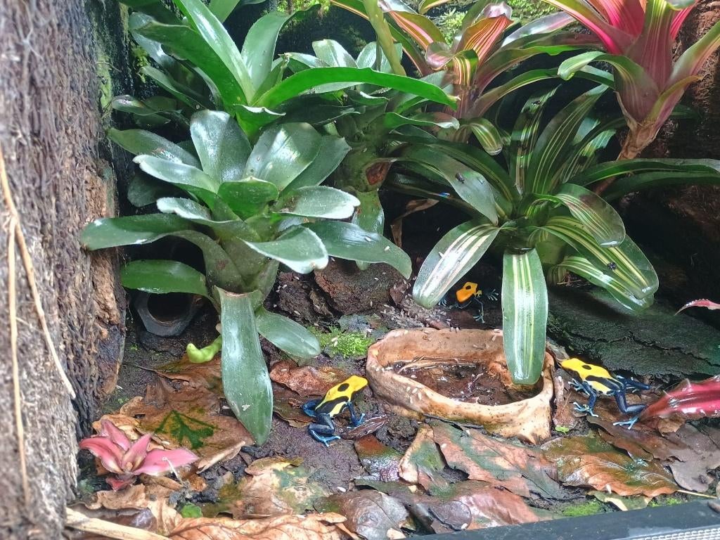 Mooi groepje Dendrobates Braziliaan .