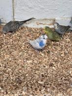 Jonge grasparkieten om tam te maken, Dieren en Toebehoren, Vogels | Parkieten en Papegaaien, Meerdere dieren, Parkiet, Tam