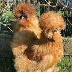 Zijdehoen kippen., Dieren en Toebehoren, Pluimvee, Vrouwelijk, Kip