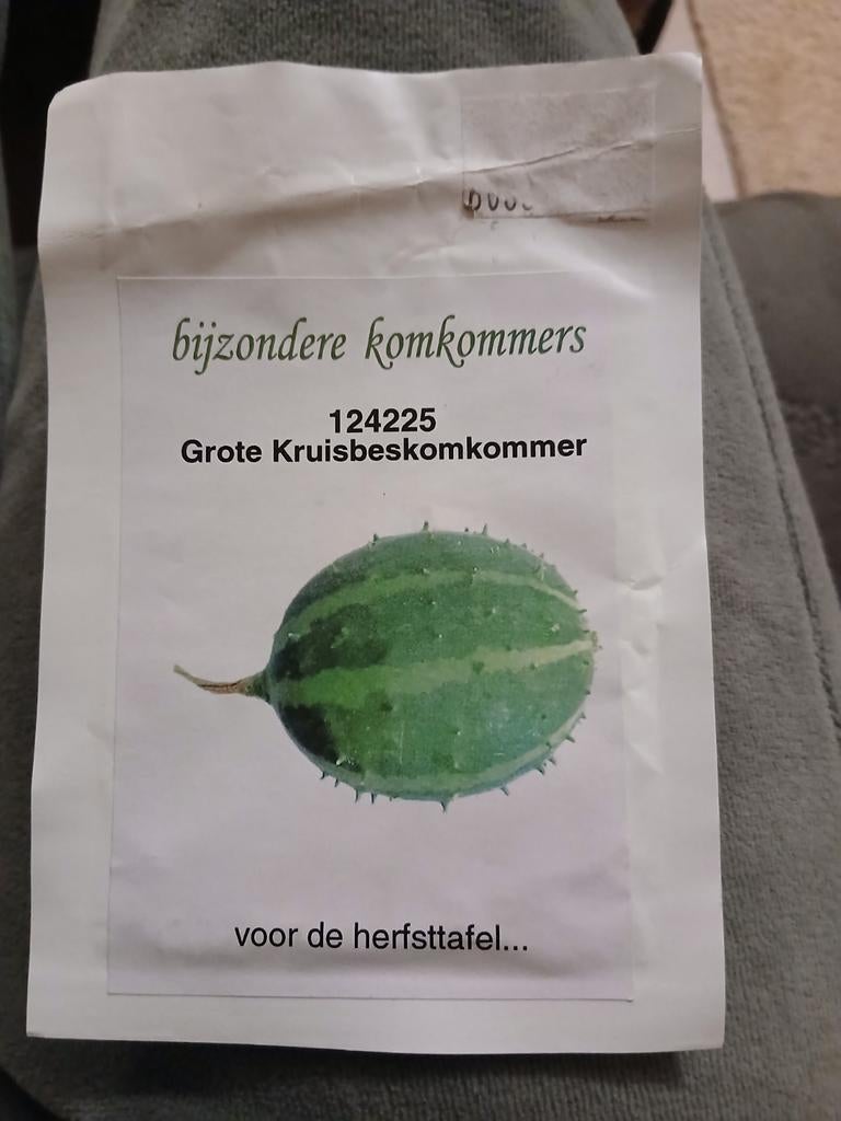 Zaden grote kruisbeskomkommer, Tuin en Terras, Bloembollen en Zaden, Ophalen, Volle zon