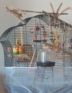 2 agapornissen/dwergpapegaaitjes, Dieren en Toebehoren, Vogels | Parkieten en Papegaaien, Meerdere dieren, Dwergpapegaai of Agapornis