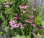 Plantjes zonnehoed rood (Echinacea purpurea ‘Magnus’), Volle zon, Vaste plant, Zomer, Ophalen