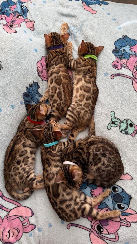 Prachtige Rasechte Bengaalse Kittens | Snow Mink x Brown, Dieren en Toebehoren, Katten en Kittens | Raskatten | Korthaar, Meerdere dieren