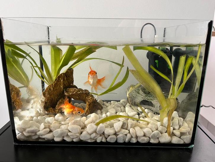 Klein aquarium compleet 12 liter, Dieren en Toebehoren, Vissen | Aquaria en Toebehoren, Zo goed als nieuw, Filter of Co2, Ophalen