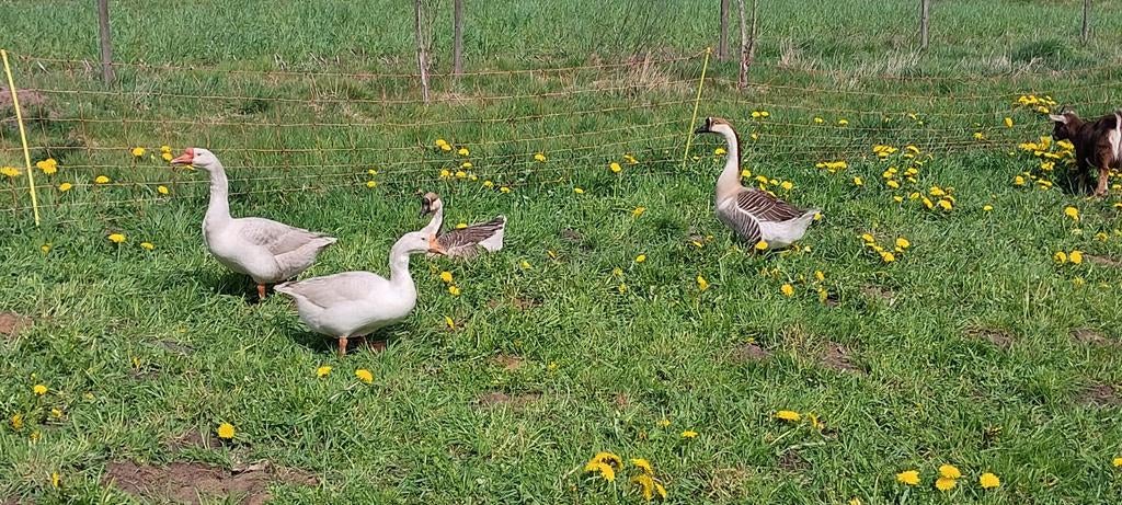 Mooie chinese knobbelganzen, Dieren en Toebehoren, Pluimvee