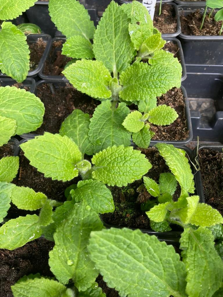 Crosne of Japanse andoorn BIOLOGISCH, Ophalen, Eenjarig, Volle zon
