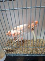 2 koppels rood mozaïek kanaries, Dieren en Toebehoren, Meerdere dieren, Kleurkanarie