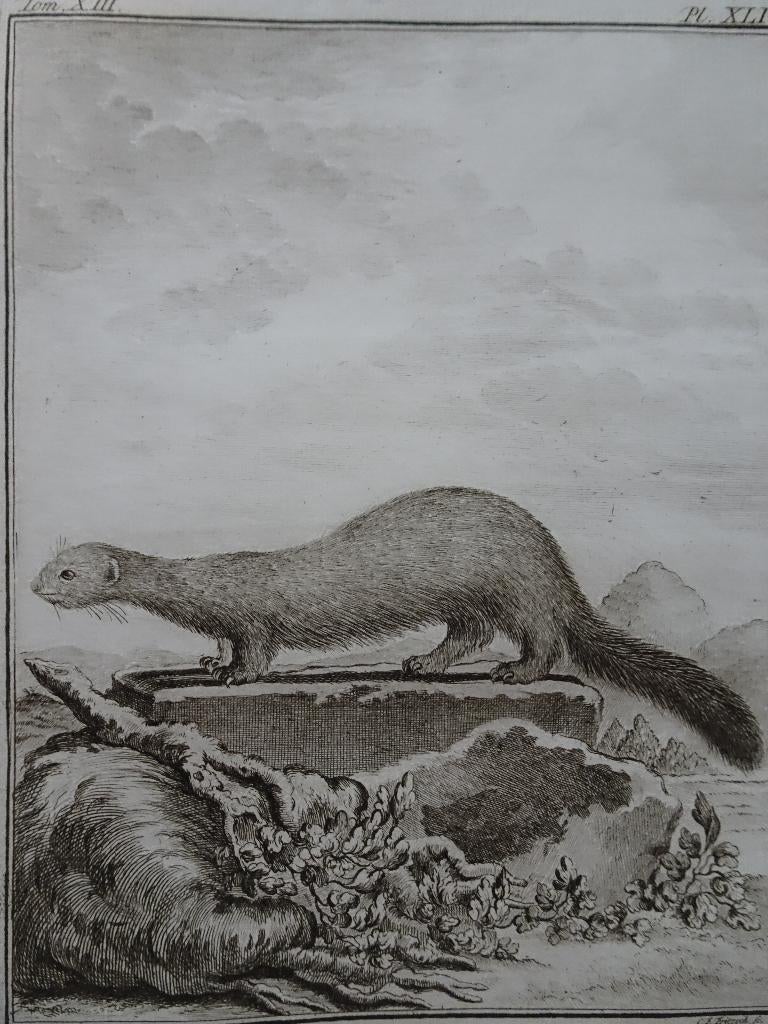 gravure nerts op steen, dier, CF Fritsch, n. de Seve 1770, Antiek en Kunst, Verzenden, Gravure, Origineel, Flora en Fauna