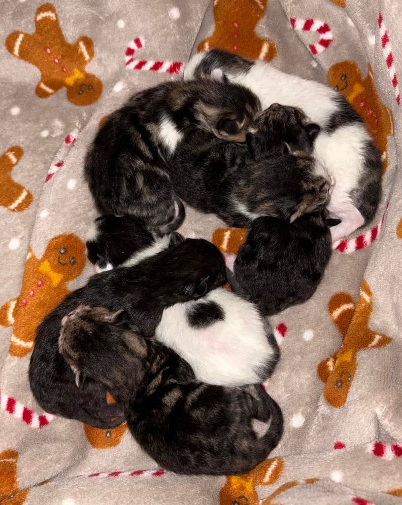 Allemaal gereserveerd!, Dieren en Toebehoren, Katten en Kittens | Overige Katten, Meerdere dieren, Kortharig, 0 tot 2 jaar