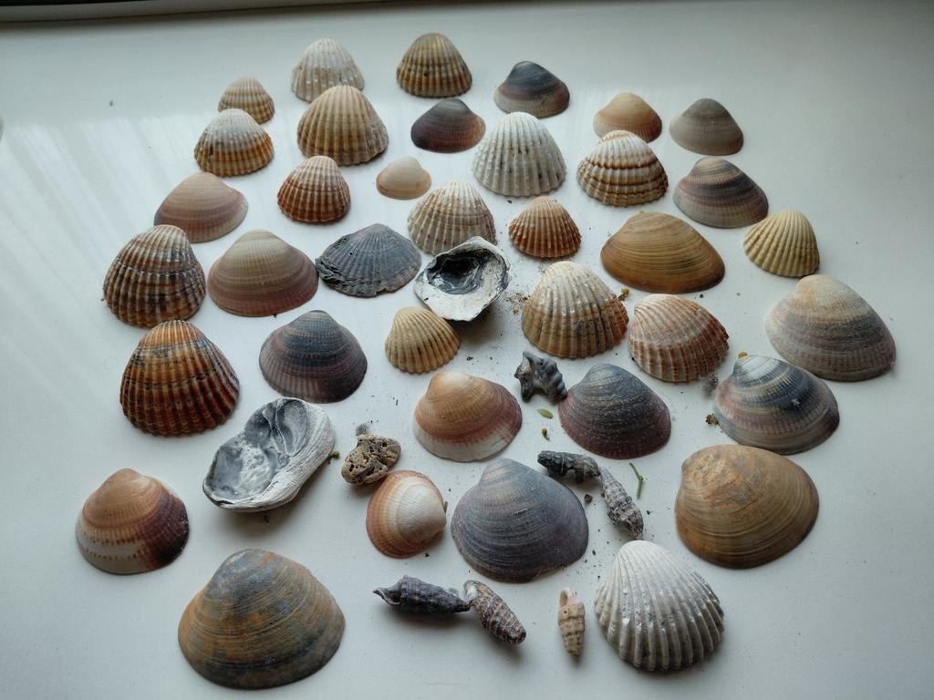 Verzameling schelpen, Verzamelen, Mineralen en Fossielen, Ophalen of Verzenden, Schelp(en)