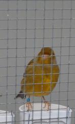 Diverse kanaries., Mannelijk, Kleurkanarie