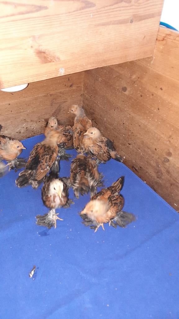 Jonge sabelpoot kuikens(hanen), Mannelijk, Kip