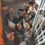 Twentse kriel, Dieren en Toebehoren, Pluimvee, Vrouwelijk, Kip