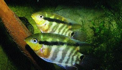Zuid Amerikaanse Cichliden: Mesonauta mirificus Peru, Vis, Zoetwatervis