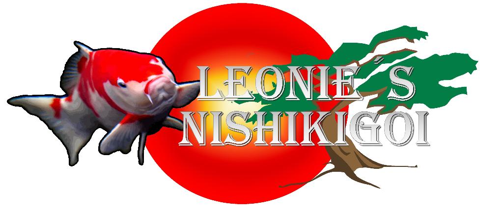 HQ Ginrin Budo Goromo incl Certificaat Marushin Japanse Koi, Karper of Koi