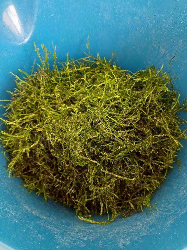 Javamos emmer vol!, Ophalen, Plant(en), Steen of Hout