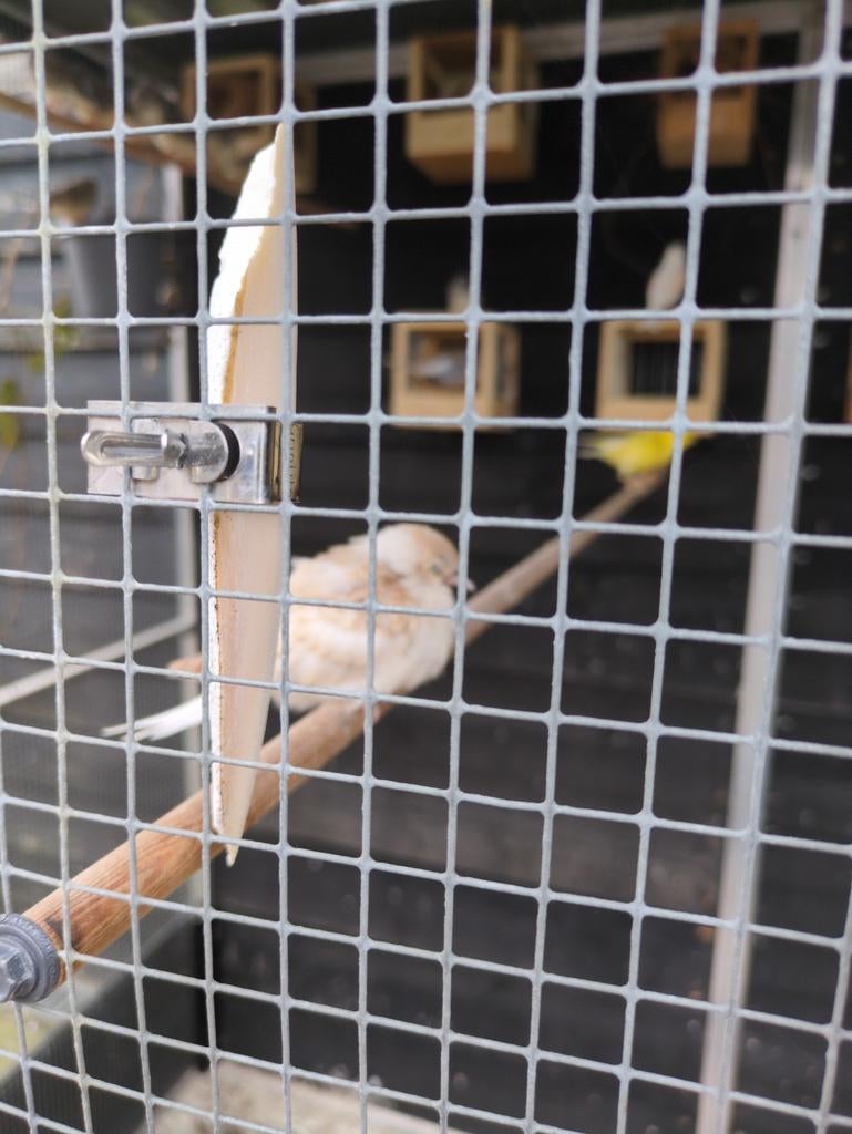 Diamantduifjes en zebravinken