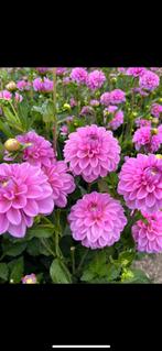 Dahlia knollen ( Pinkpop ), Ophalen, Voorjaar, Volle zon, Knol