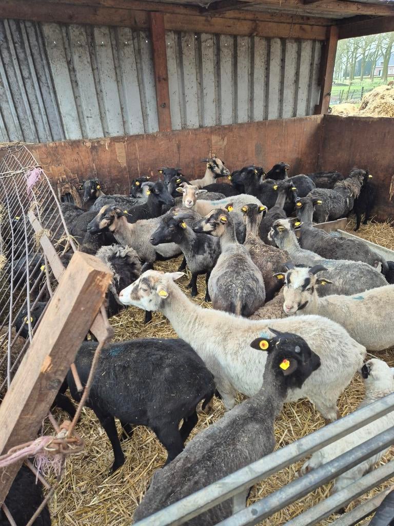 Te koop shetland schapen, Dieren en Toebehoren, Schapen, Geiten en Varkens, Vrouwelijk, Schaap