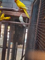 Kakariki, Dieren en Toebehoren, Vogels | Parkieten en Papegaaien, Meerdere dieren, Parkiet, Geringd