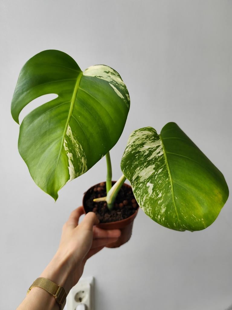Monstera variegata, Huis en Inrichting, Kamerplanten, Ophalen, Halfschaduw, Minder dan 100 cm