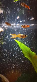 Endler guppies, Vis