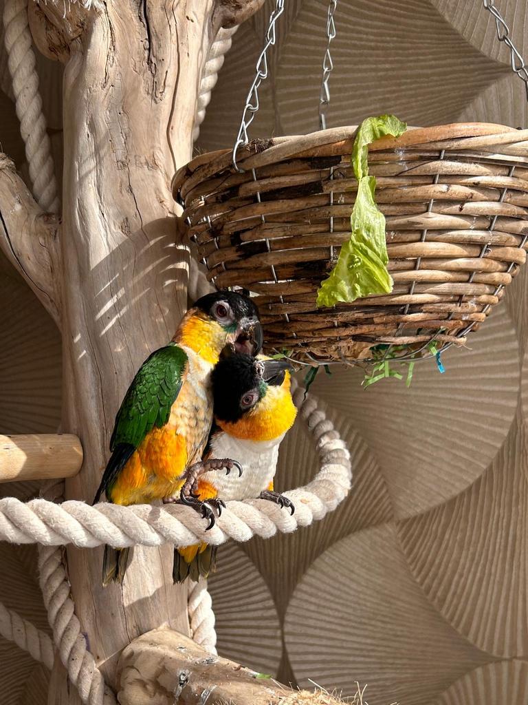 Mooi tam koppel Caiques te koop (man & pop), Dieren en Toebehoren, Meerdere dieren, Tam