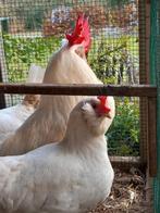 Broedeieren witte leghorn, Dieren en Toebehoren, Pluimvee, Geslacht onbekend, Kip