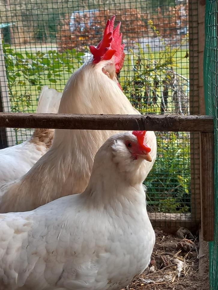 Broedeieren witte leghorn, Dieren en Toebehoren, Pluimvee, Kip, Geslacht onbekend