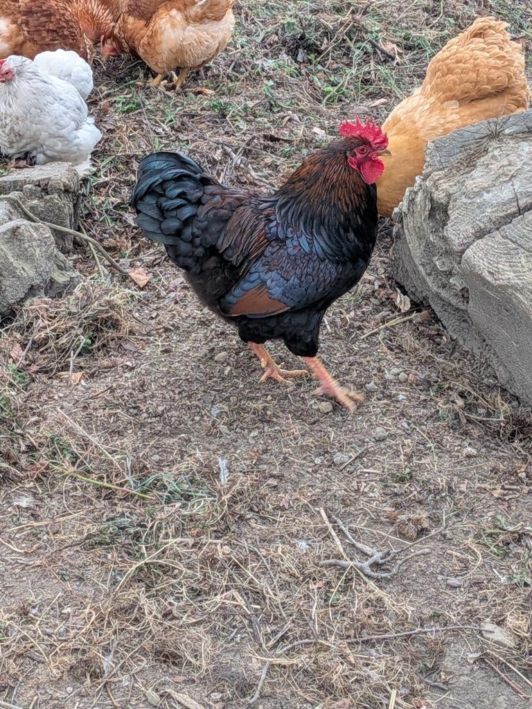 Haan, Dieren en Toebehoren, Pluimvee, Mannelijk, Kip