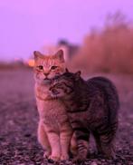 Wie weet, Contacten en Berichten