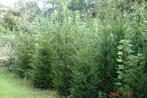 taxus  voor haag  en zuil, Ophalen, Taxus, Haag, Minder dan 100 cm