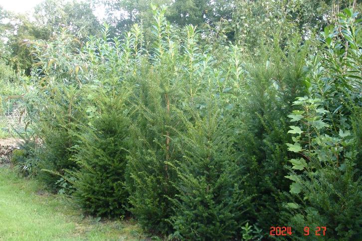 taxus  voor haag  en zuil, Tuin en Terras, Planten | Struiken en Hagen, Haag, Taxus, Minder dan 100 cm, Ophalen