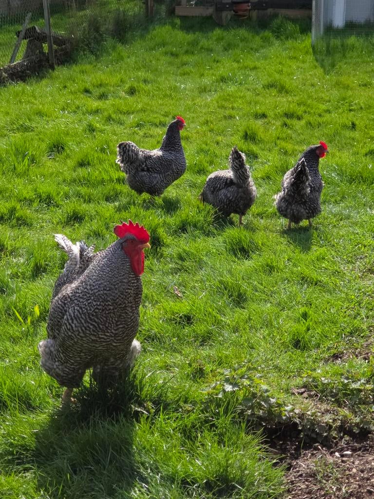 Broedeieren Noord hollandse blauwen, Dieren en Toebehoren, Pluimvee, Geslacht onbekend, Kip