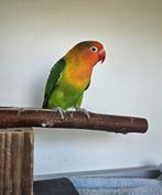 Vesuvius zoekt een huisje! (Agapornis), Geslacht onbekend, Dwergpapegaai of Agapornis