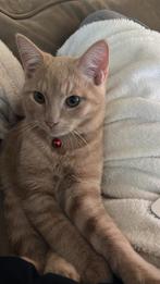 Gezocht: Speelmaatje voor onze lieve Peach, Kater, Kortharig, 0 tot 2 jaar
