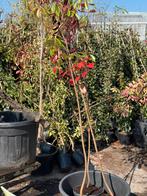 Glansmispel of photunia red robin lengte stam 175/200 in pot, Vaste plant, Halfschaduw, Zomer, Ophalen