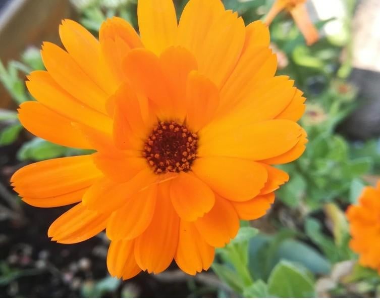 Goudsbloem  3  of 4 plantjes in 1 bakje, Ophalen, Volle zon