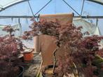 Acer palmatum ‘Garnet’, Vaste plant, Bloeit niet, Halfschaduw, Ophalen
