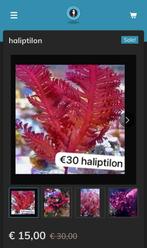 Haliptilon macro alge/wier, Dieren en Toebehoren, Vissen | Aquariumvissen, Overige typen, Zoutwatervis